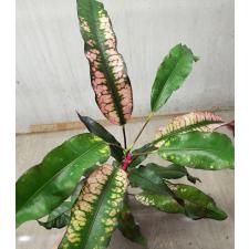 Codiaeum (T08) Chao Loke 70