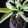 Tabernaemontana divaricata 'Cream margin leaf'