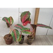 Aglaonema Amnat Jaren A-18 pot