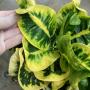 Codiaeum Poompui.
