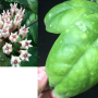 Hoya mitrata 'Big Ball' (#894).