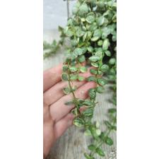 Dischidia nummularioides variegata 'Pebble Beach'