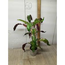 Codiaeum (T08) Chao Loke 70