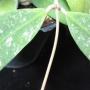 Hoya sp.731 (aff. padangensis)          731