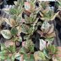Aglaonema  Tiger 3 colos A-81