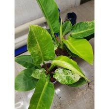 Philodendron Moonlight variegata pot 1900p
