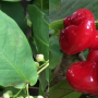 Syzygium samarangense (small and red fruit).