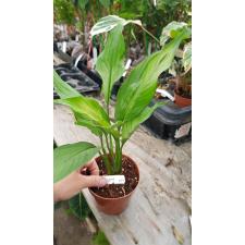 Spathiphyllum Spilt Milk (No.1)577