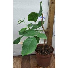 Сандорикум коетджап (Сантол)(Привитый) / Sandoricum koetjape (Santol) (grafted)