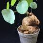Stephania suberosa (silver leaf).