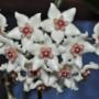 Hoya graveolens No.1 (Prachuab)                 100