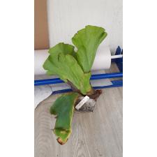 Platycerium Neptune (stemaria x elephantotis)