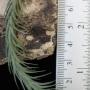 T. tricholepis (S) (2 stems) 265