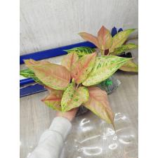 Aglaonema Prakaipet A-64