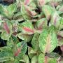 Aglaonema  Siam Pearls A-152