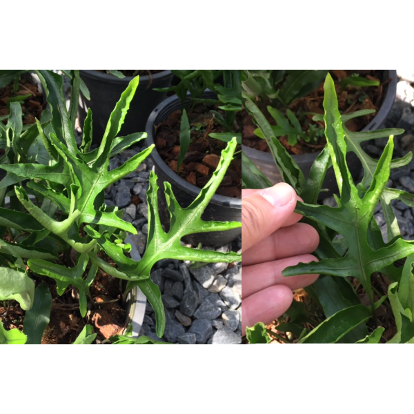 Дринария дуболистная ‘Грин Фрост’ / Drynaria quercifolia 'Green Frost'.