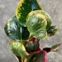 Codiaeum Mungmee Sub