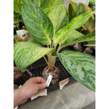 Aglaonema Kwak Thongkum 52-53