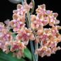 Hoya sp.622 Palwan GPS 0978 (aff benguetensis)          622