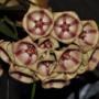 Hoya archboldiana (IML414) Cream        11