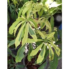 Сейба пятнистая, вариегатная / Ceiba pentandra variegata