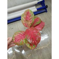 Aglaonema T5 Sombat Som