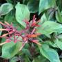 Quassia amara (small leaf)