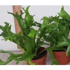 Asplenium Nidus 'crissie' 12 cm pot  1100р