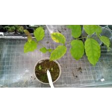 Strophanthus preussii 393 по 2500р
