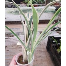 Billbergia 'Louise' 