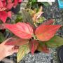 Aglaonema  Khunmakracha - red A-35