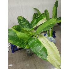 Philodendron Jose bruno
