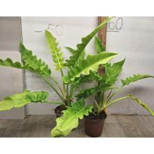 Филодендрон золотой крокодил. / philodendron golden crocodile (L)