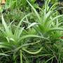 T. flexuosa 'Vivipara' 103