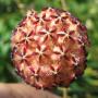 Hoya mindorensis ' Black Star '         832