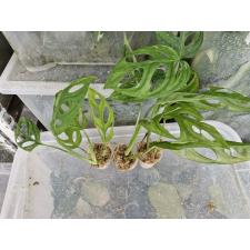 Monstera adansonii variegated слабо выражена (Indonesia) д стакан 450р