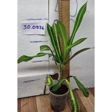 Кодиеум Као Ванг Тонг. / Codiaeum B-4 Khao hwang thong