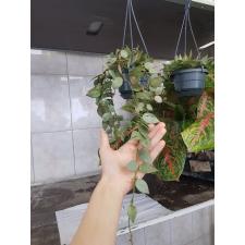 Ноуа Lacunosa Eskimo Silver подвес 10 cm pot