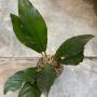 Anthurium Black Dragon