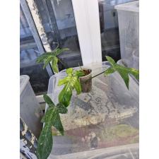 philodendron florida beauty variegated Ⅰ стакан 900р