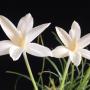 Zephyranthes trubii.