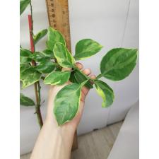 Citrus sinensis (yellow margin leaf) 55