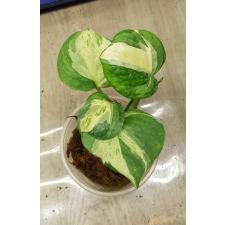Epipremnum Happy Leaf