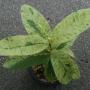 Psidium guajava (pink flesh) variegated