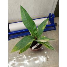 Anthurium variegated sp 14