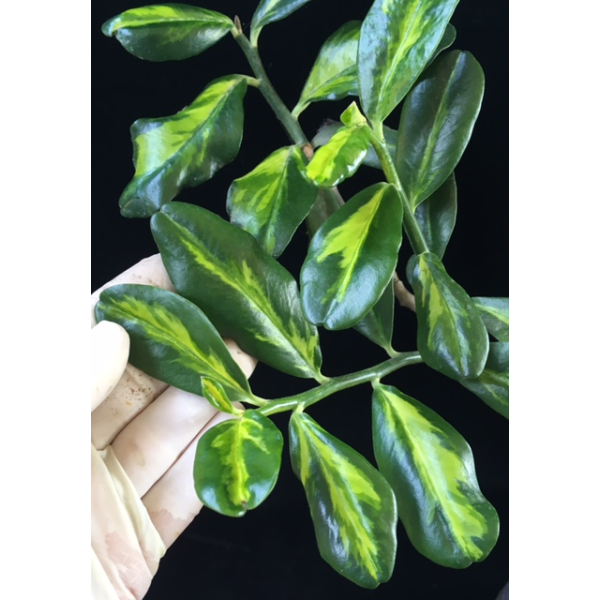 Pedilanthus sp.(yellow center) 'Jurassic Park'