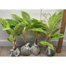 Аглаонема Зеленая. / Aglaonema Green A-83