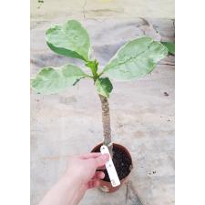 Plumeria (T01) 270