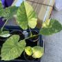 Alocasia gageana (yellow variegated).
