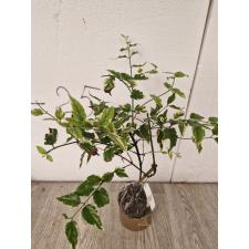Jasminum multiflorum (white margin) 